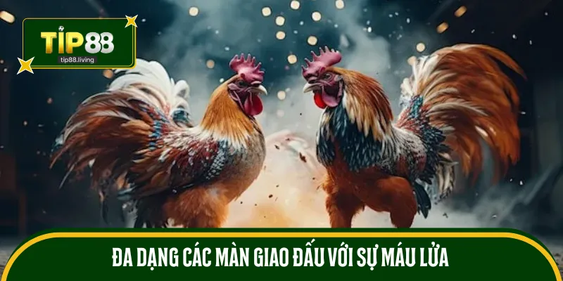 Đa dạng các màn giao đấu với sự máu lửa 