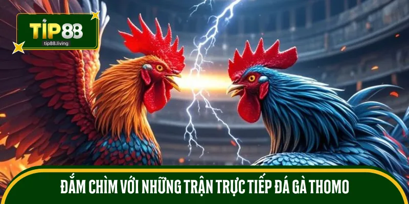 Đắm chìm với những trận trực tiếp đá gà Thomo