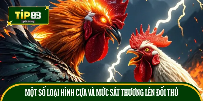 Một số loại hình cựa và mức sát thương lên đối thủ
