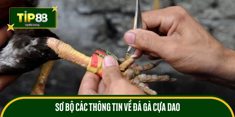Sơ bộ các thông tin về đá gà cựa dao